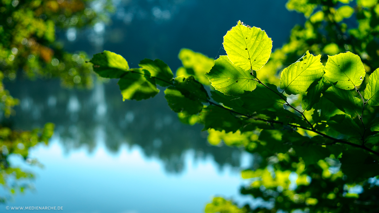 Ein Baumzweig von der Sonne angeleuchtet und zum Strahlen gebracht. Im Hintergrund ein ruhiger See.